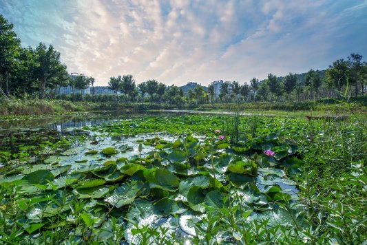 实景图