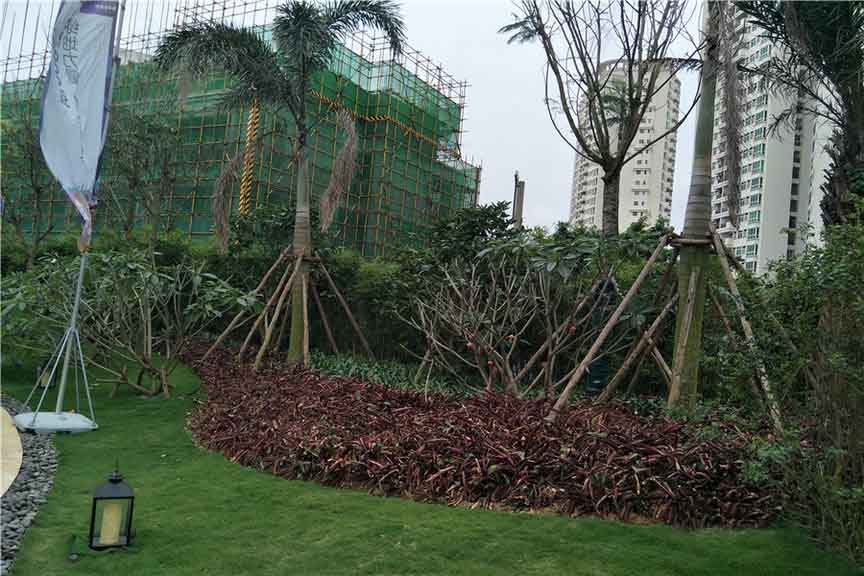 实景图