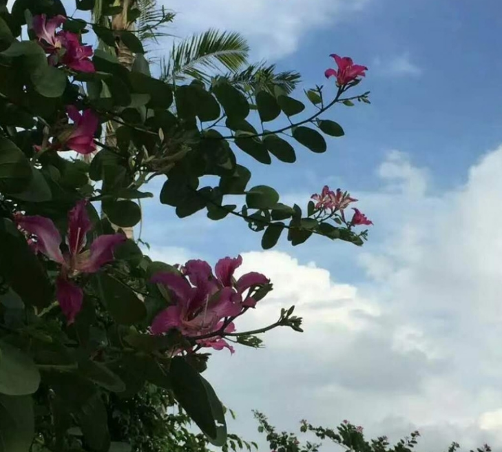 实景图