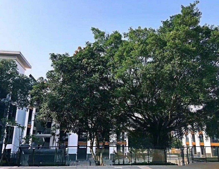 实景图