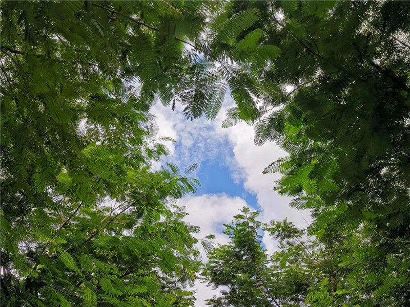 实景图