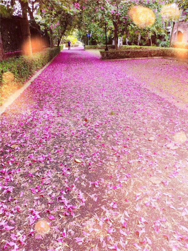 实景图