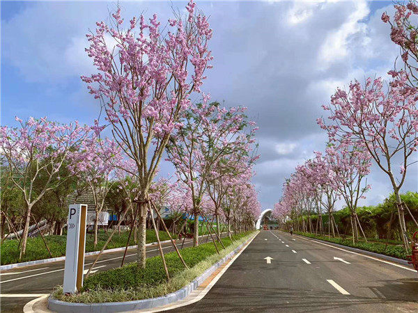 实景图