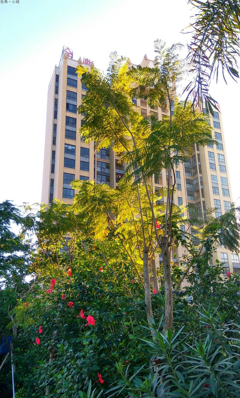 实景图