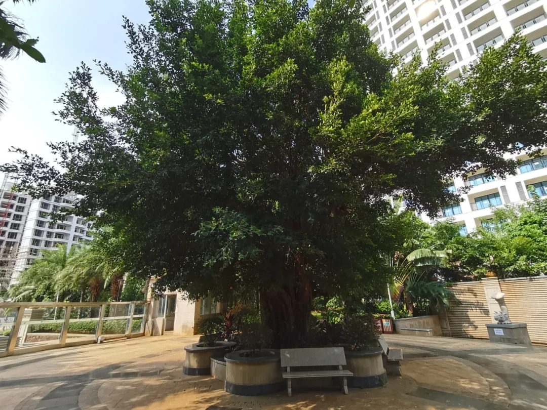 实景图
