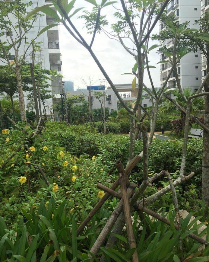 实景图