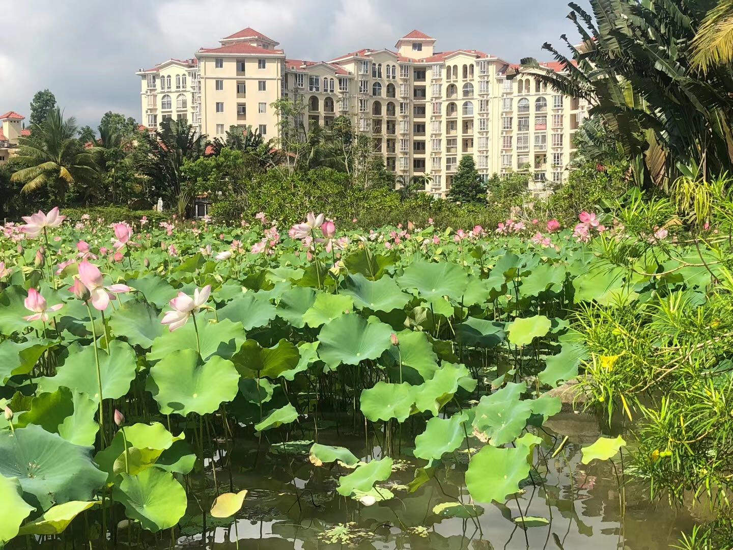 实景图