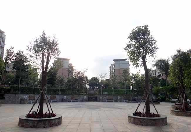 实景图