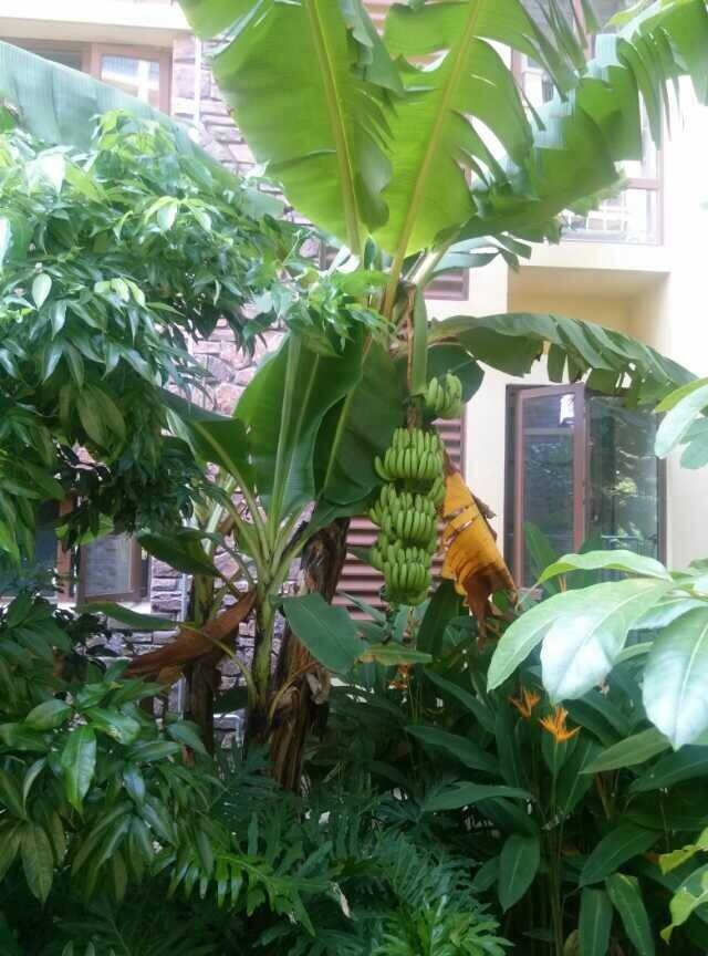 实景图