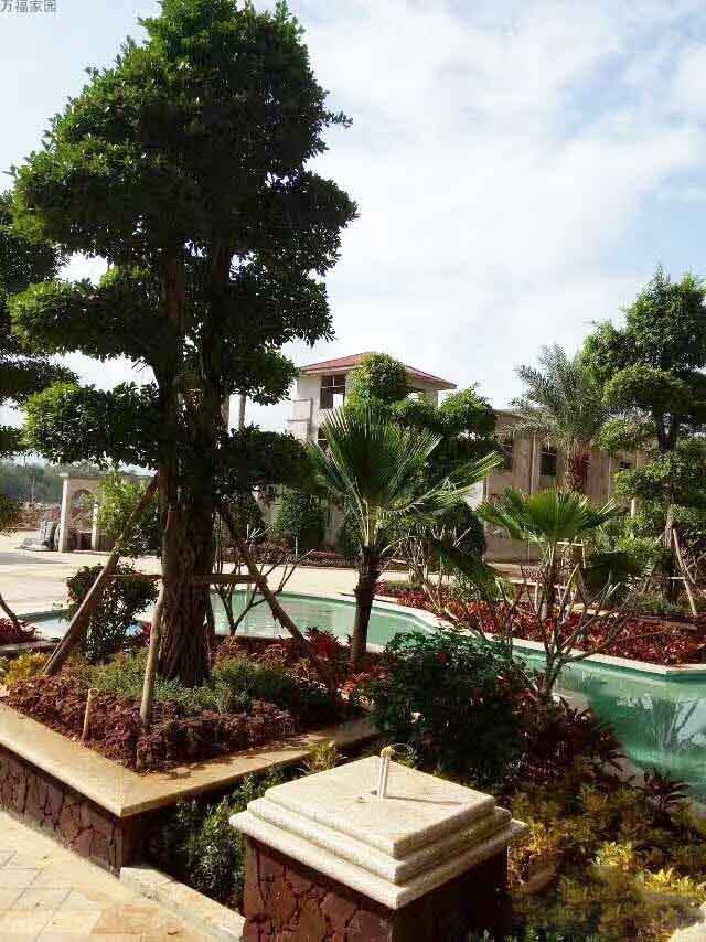 实景图