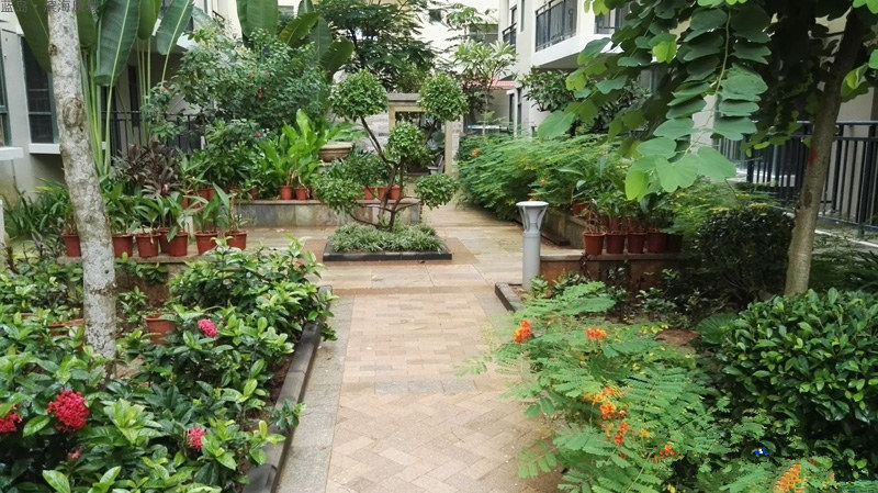 实景图