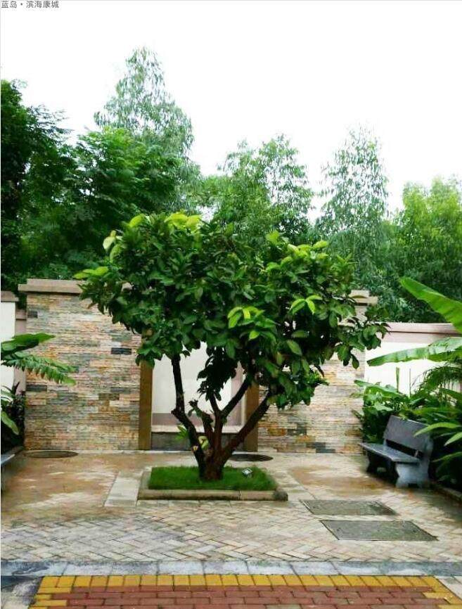实景图