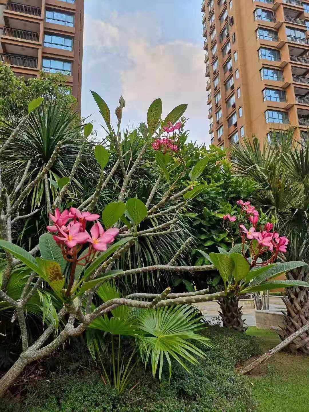 实景图