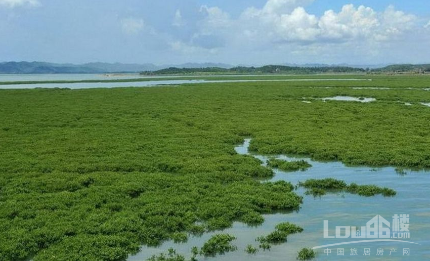 正光观海实景图